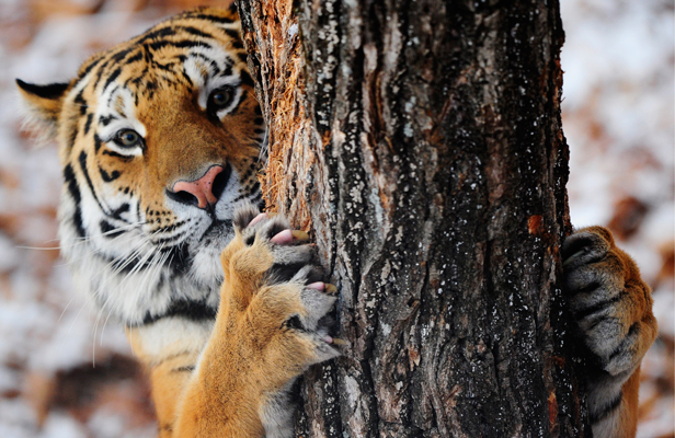 Foto: Yuri Smityuk / TASS