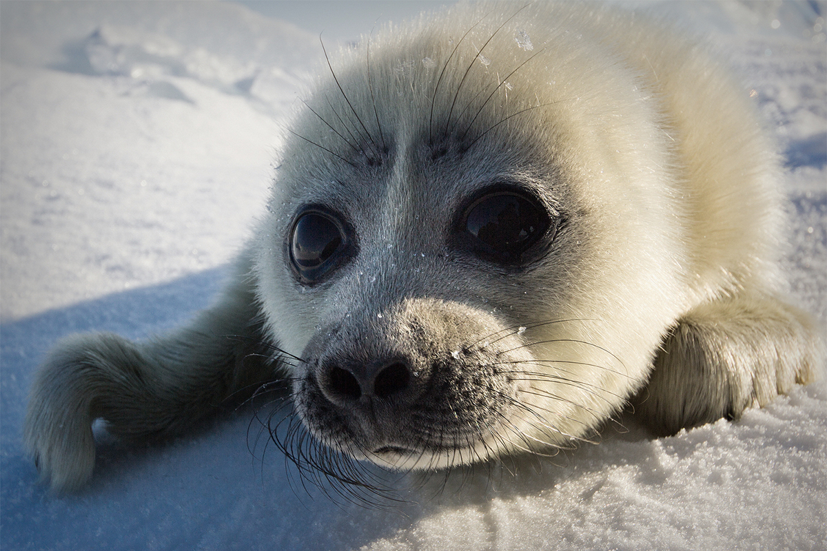 Cutest Baby Seal Enjoying The Snowy Banks Of Lake Baikal Russia Beyond   2 