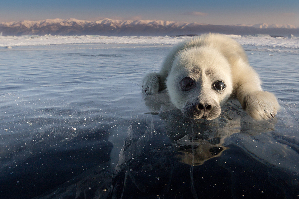 Cutest baby seal enjoying the snowy banks of Lake Baikal - Russia Beyond