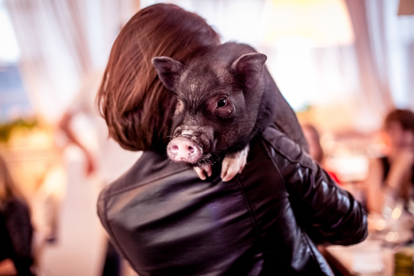 Pigs, rabbits and rams: Animal companions at Moscow eateries
