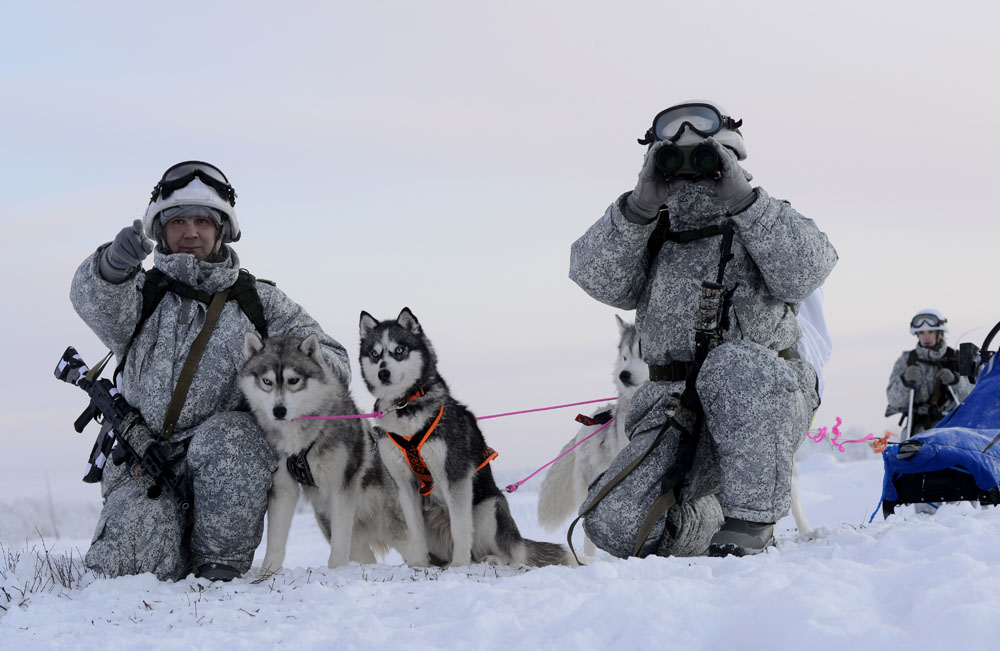 why are huskies good sled dogs