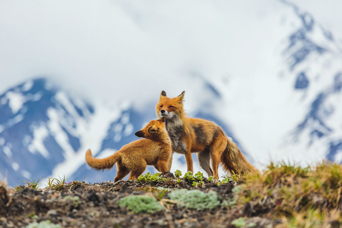 Il fascino selvaggio della natura