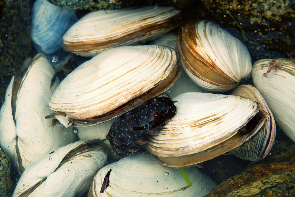 Mussels are found everywhere in shallow water. Source: Lori / Legion-Media
