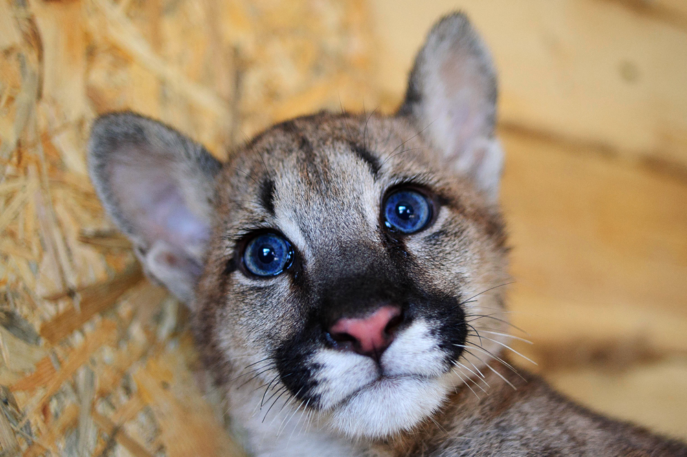puma in russia