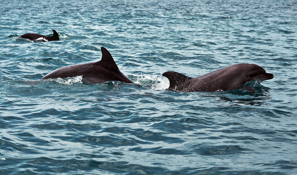 Agulhas presas a golfinhos permitem que animais matem invasores (Foto: Lori/Legion-Media)