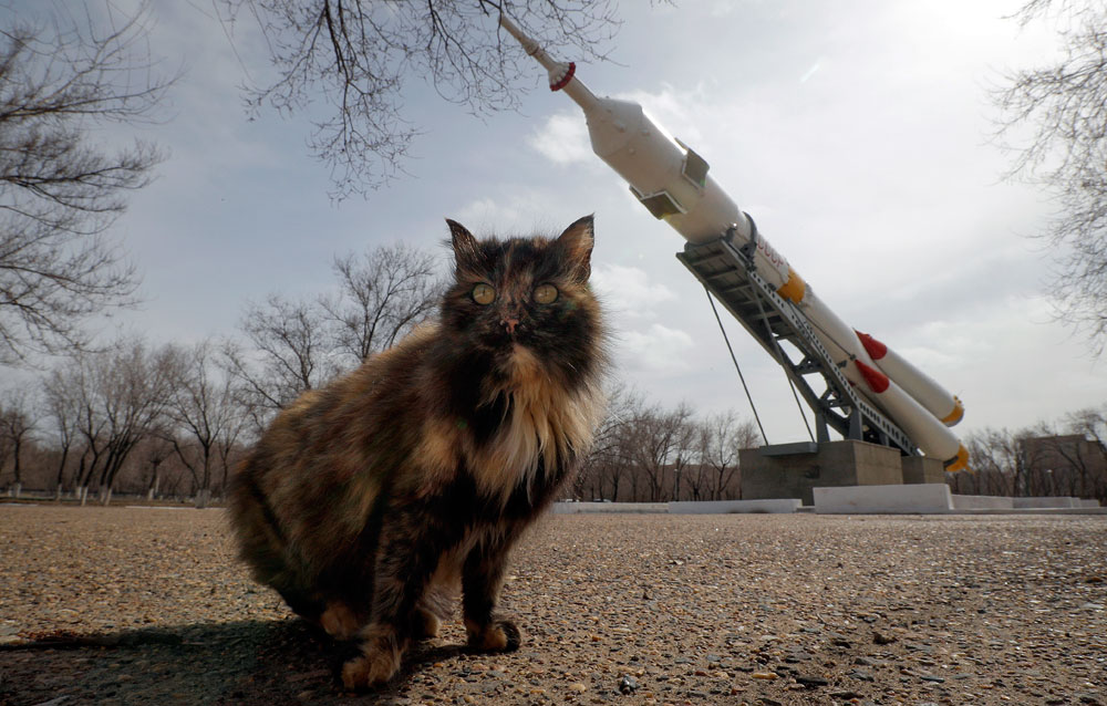A cat sits next to a Soyuz rocket - Russia Beyond