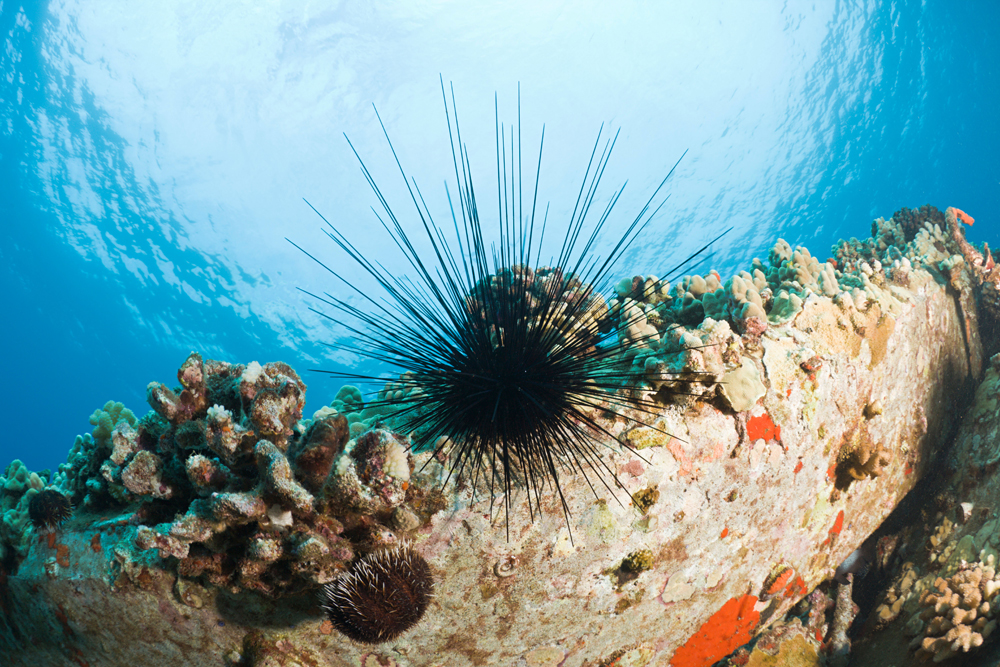 Diadema Sea Foto: Alamy/Legion Media