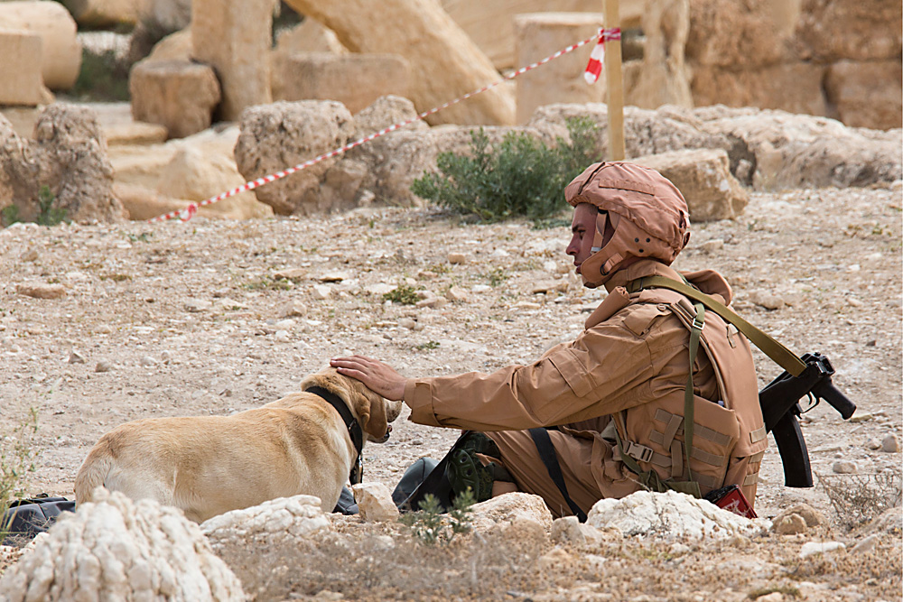 PALMYRA, SYRIA. APRIL 7, 2016. A combat engineer of the Russian Armed Forces' International Mine Action Center with a service dog clearing mines from the ancient town of Palmyra. Islamic State militants have not only destroyed many of Palmyra's heritage sites but they have also laid mines in historic and residential parts of the town.  Foto: Konstantin Leyfer/TASS