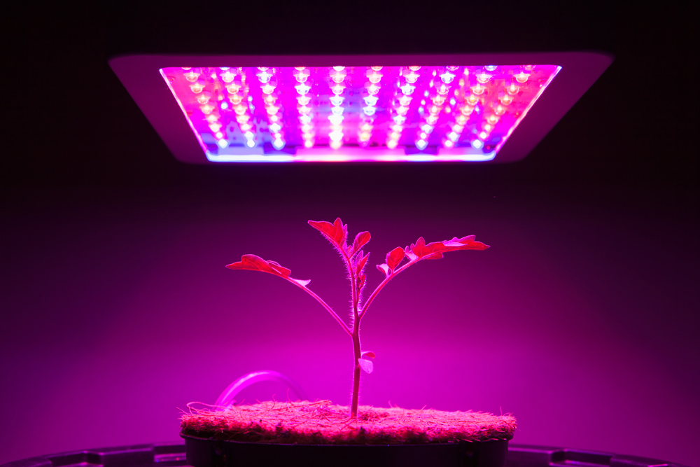 With the help of the laser plants will grow faster and healthier. Source: Shutterstock / Legion-Media