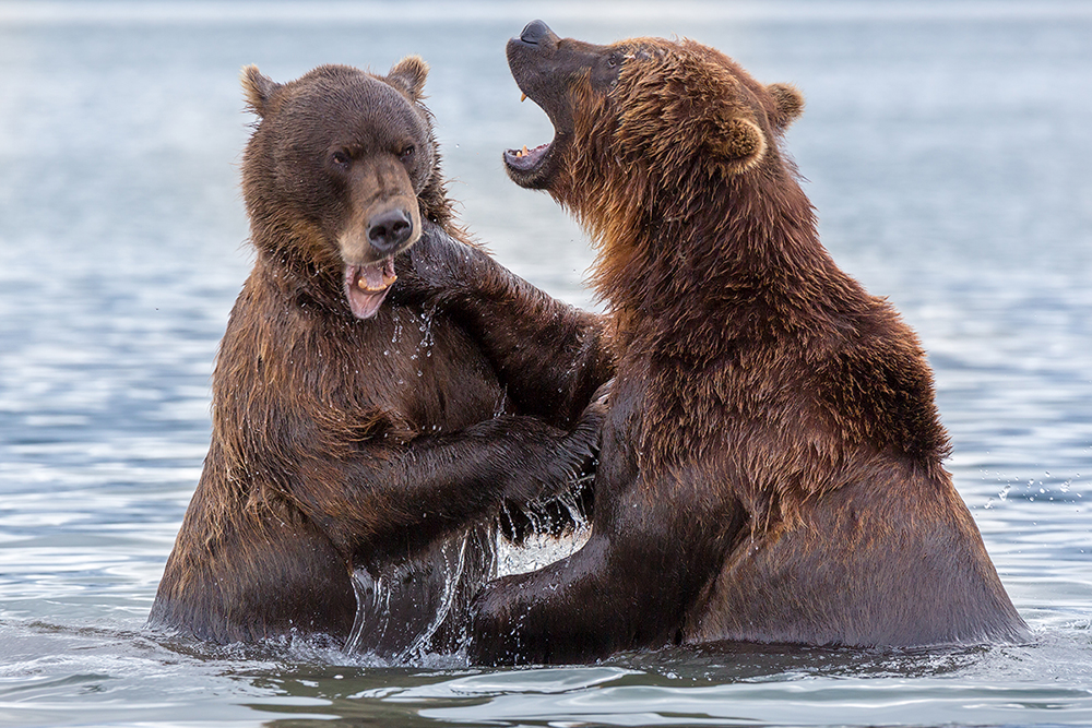 Temporada De Pesca Movimenta Terra Dos Ursos Veja Galeria Russia   1 