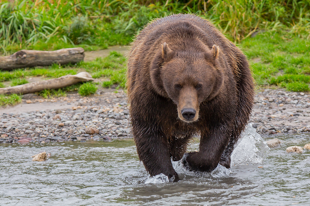 釣りシーズン中に クマの国 と化すロシア ロシア ビヨンド