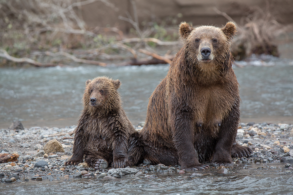 12 most dangerous Russian animals