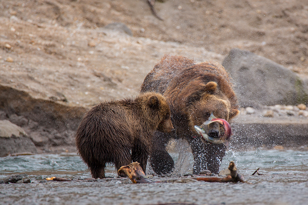 釣りシーズン中に クマの国 と化すロシア ロシア ビヨンド