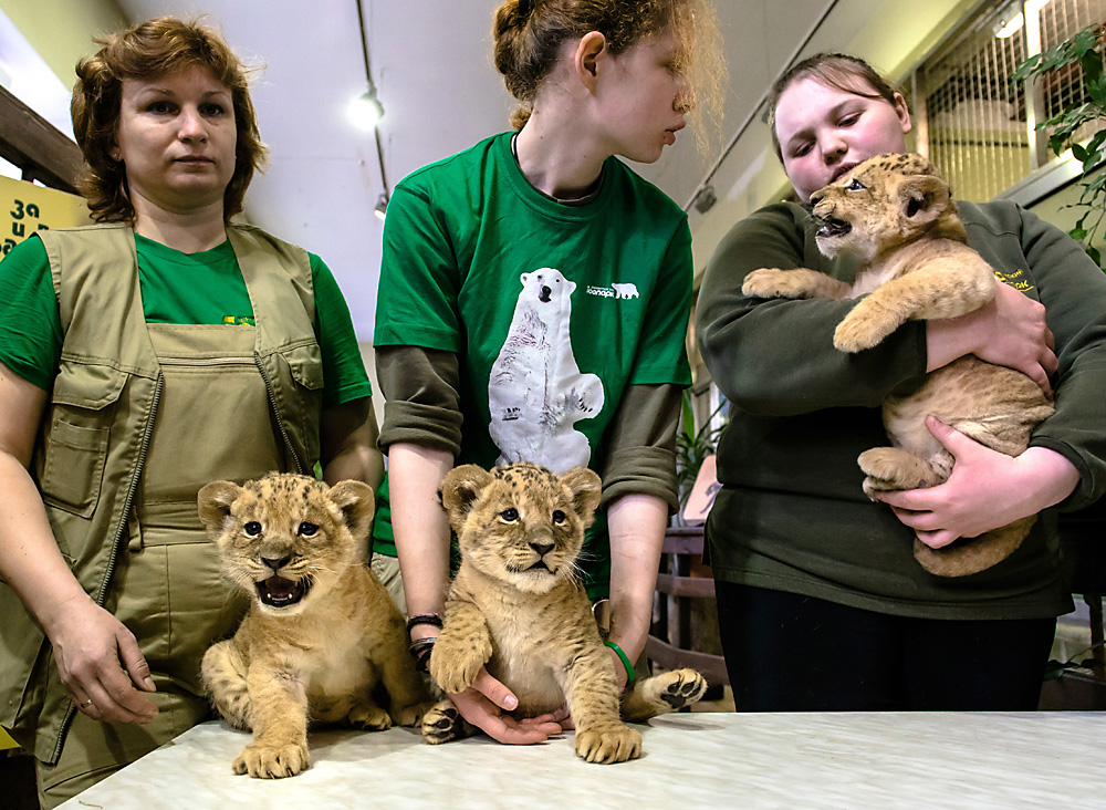 Tierpfleger zeigen neugeborene Löwen-Babys / Alexei Danichev/RIA Novosti