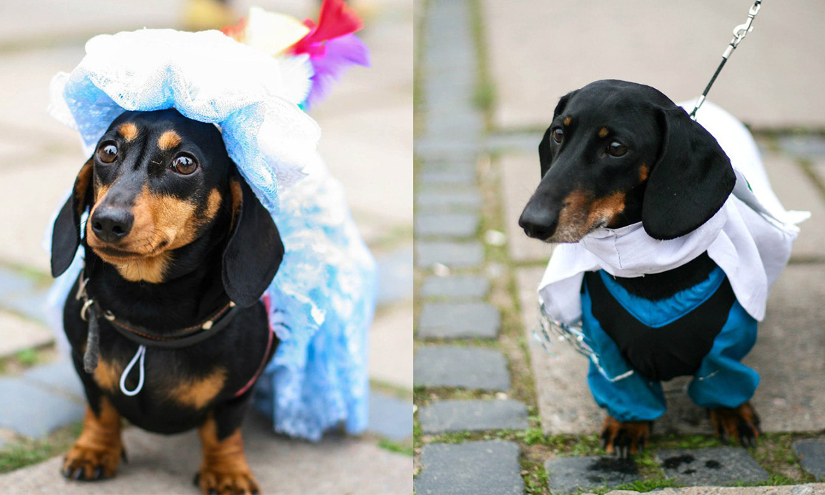 Best dressed dogs from an annual dachshund parade - Russia Beyond