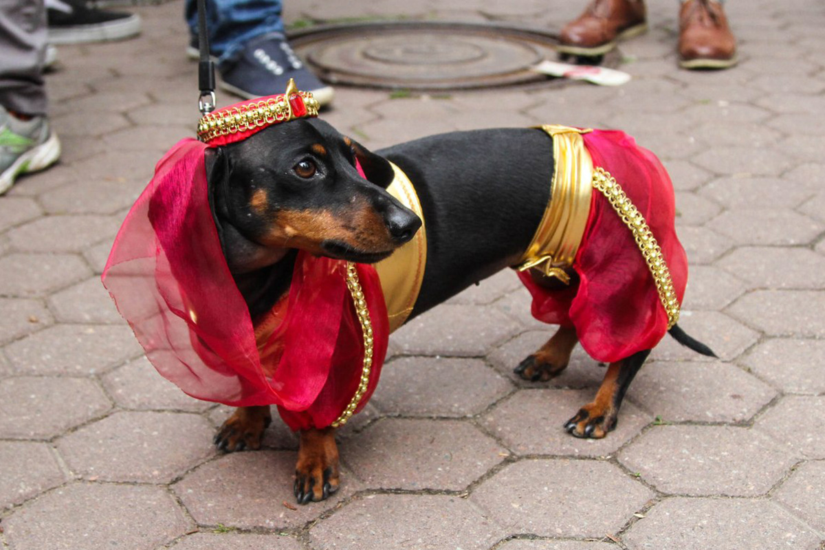 Best dressed dogs from an annual dachshund parade Russia Beyond
