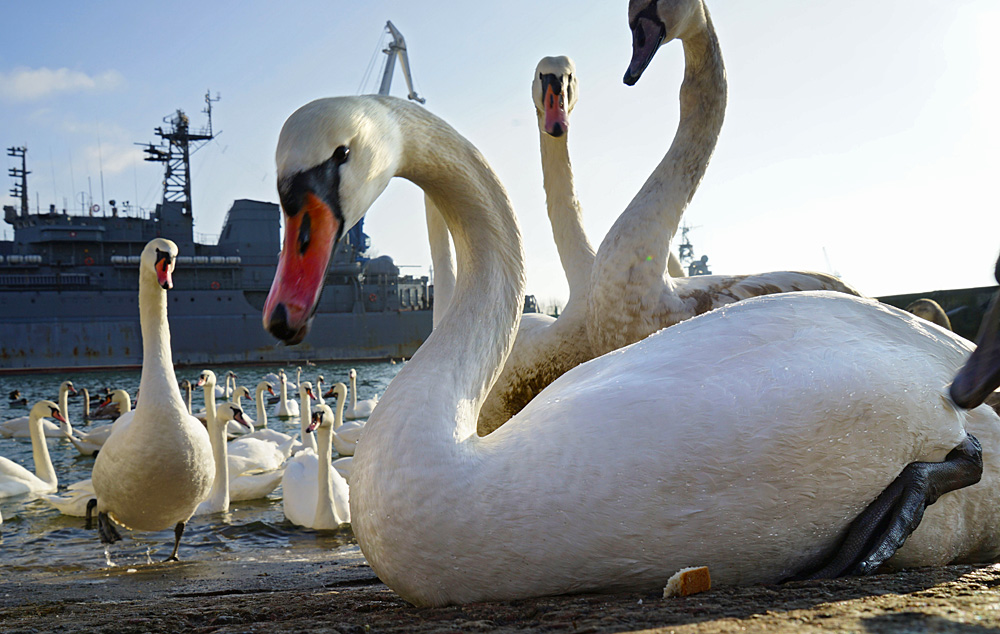 Photo credit: RIA Novosti/Igor Zarembo