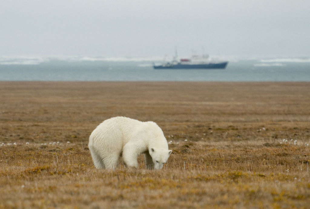 Humains Interdits Voyage Photographique Sur L Ile Aux Ours Polaires Russia Beyond Fr