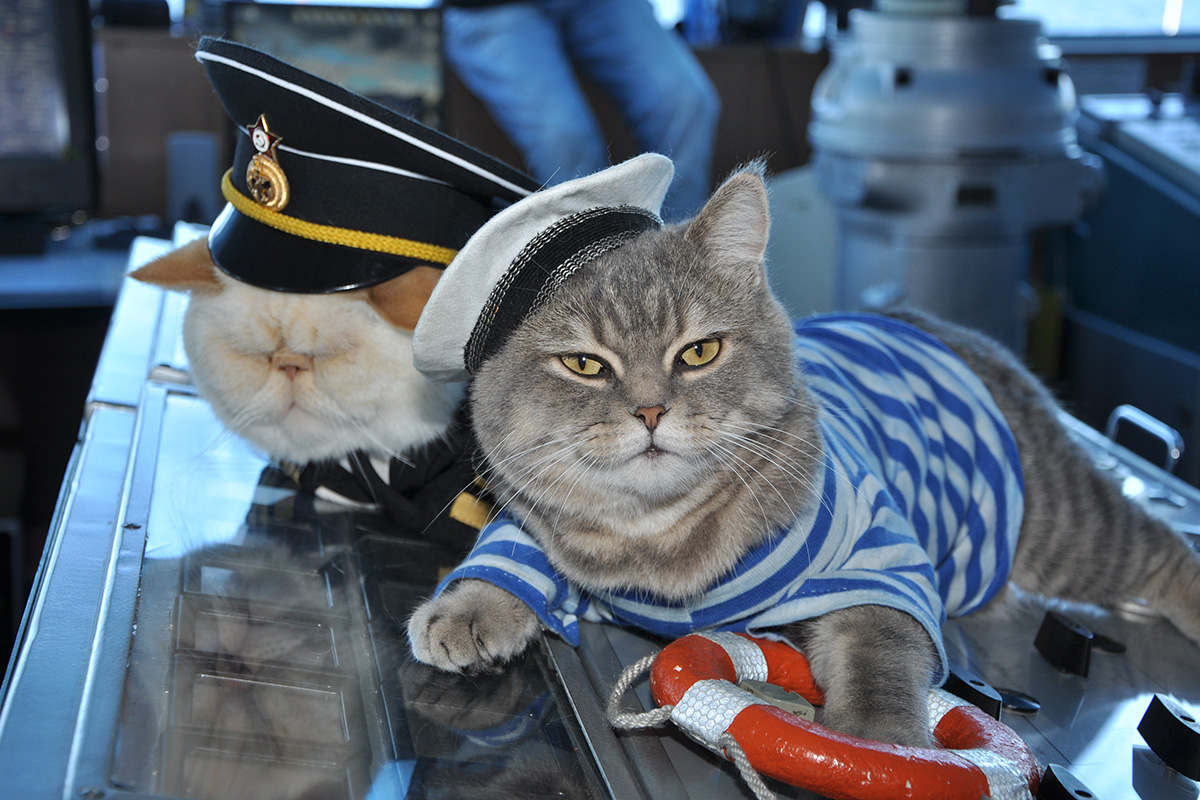 Gatos são mais do que meros tripulantes da Vodokhod (Foto: Divulgação)