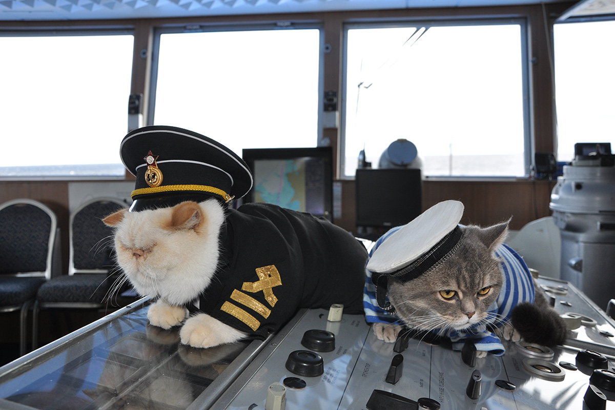 cruise ship captain with cat