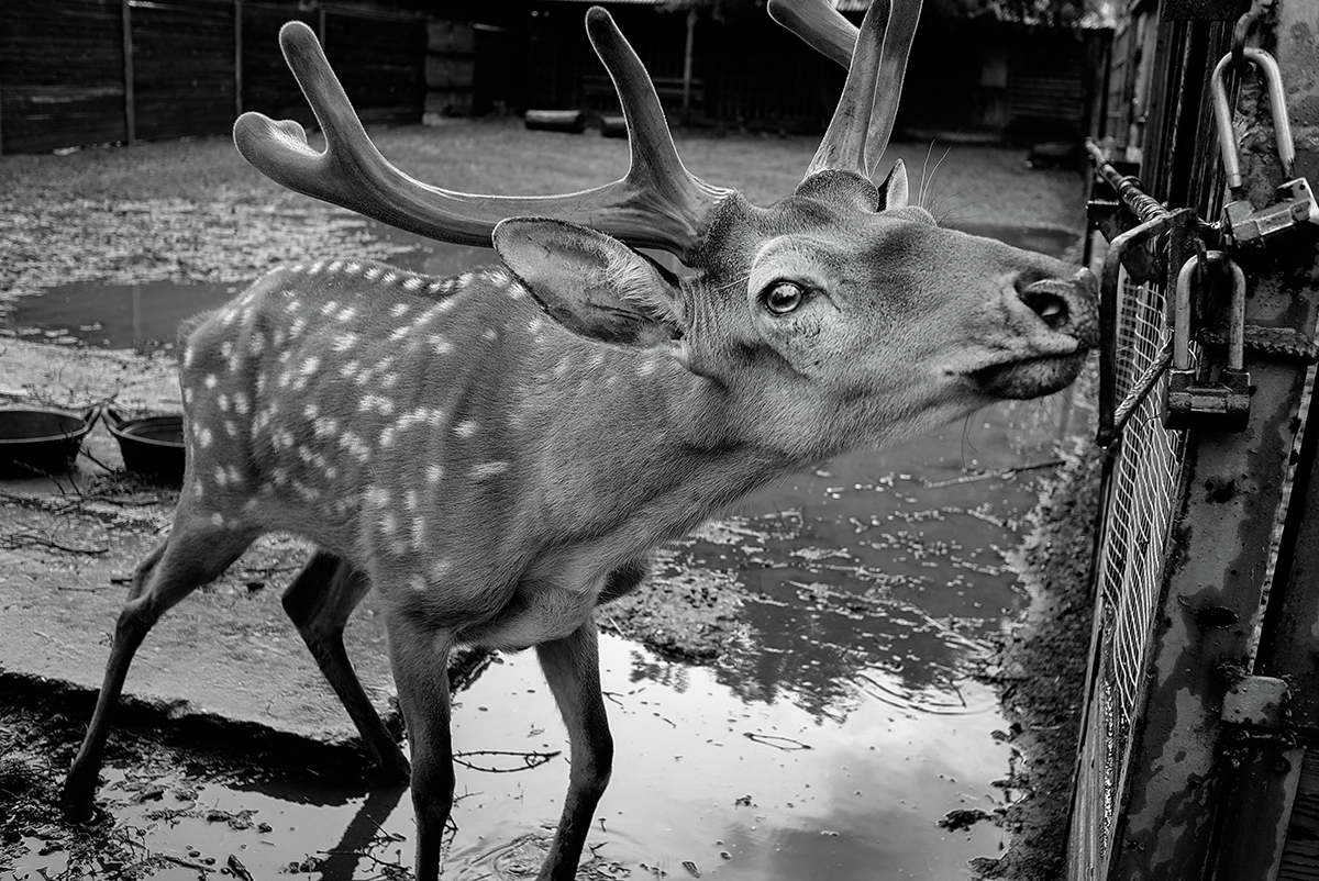 Russian zoo. What animals Live in Russia.