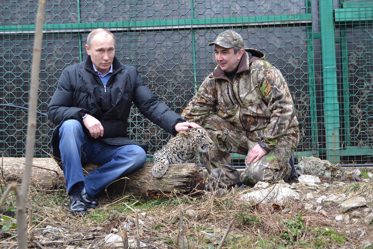 Im Februar 2014 besuchte Wladimir Putin das Zentrum fu00fcr Leopardenzucht in Sotschi. 