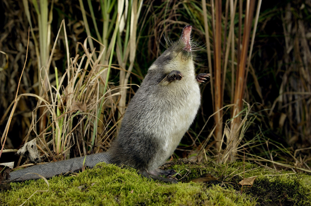 The Cute Creatures Found On Russia's Weird And Wonderful Regional