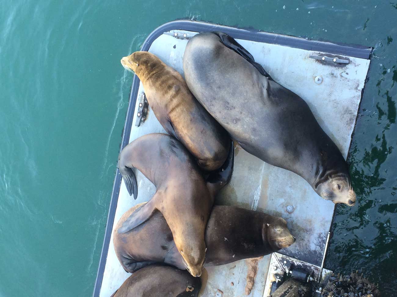 Seals in Santa Cruz. Source: Maria Rodionova