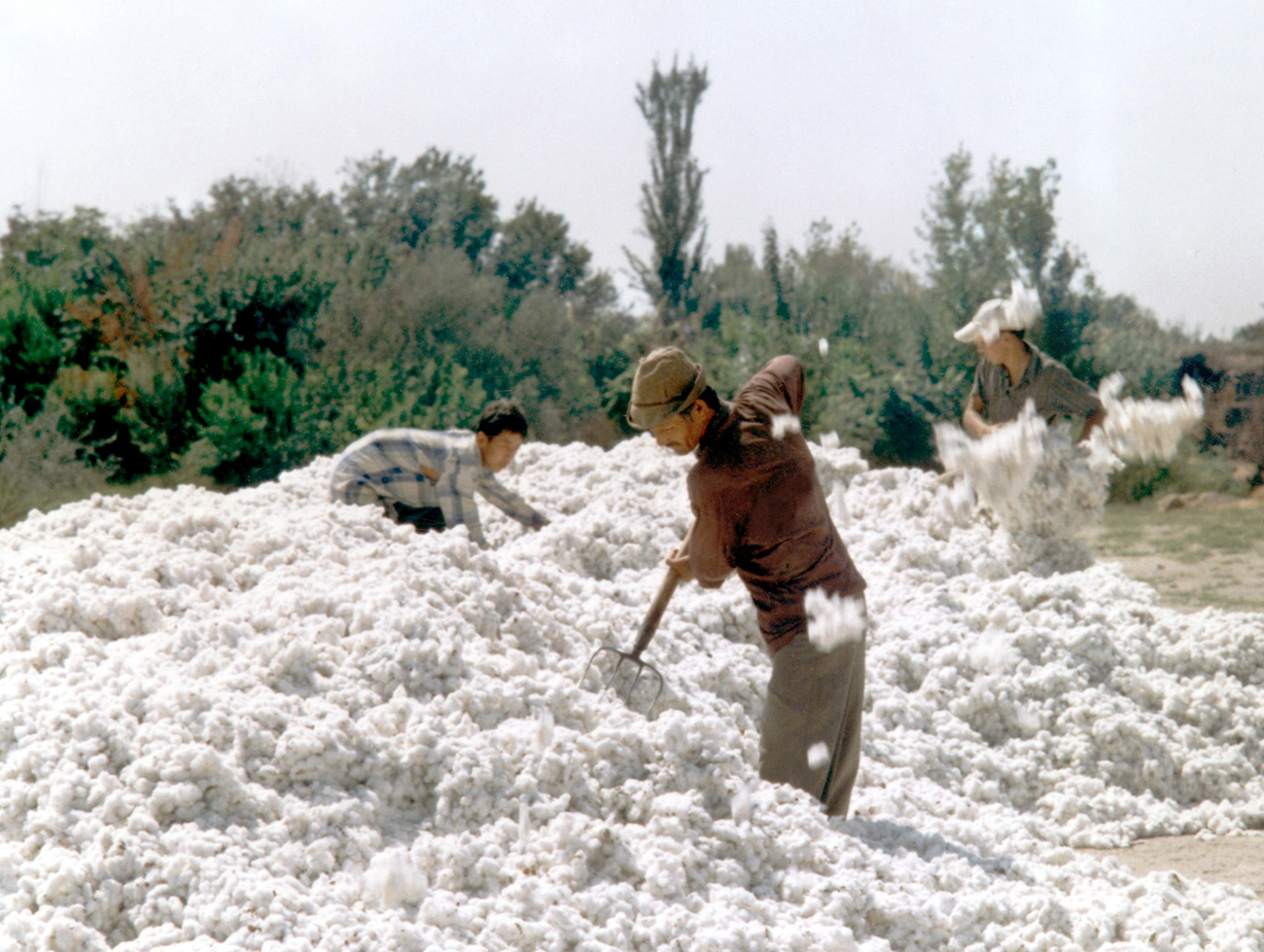 The first million of tons of raw cotton was picked up by Uzbek cotton-growers. The abundant crop of cotton (over 3.5 million tons ) is expected this year in this Central Asian Republic, 2003 / Valery Kharitonov / TASS