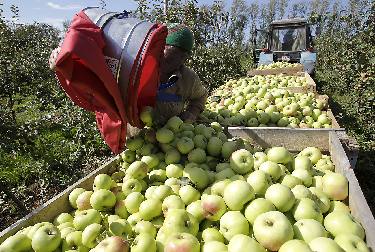 Belarus exports 5 times more apples and mushrooms to Russia than produced