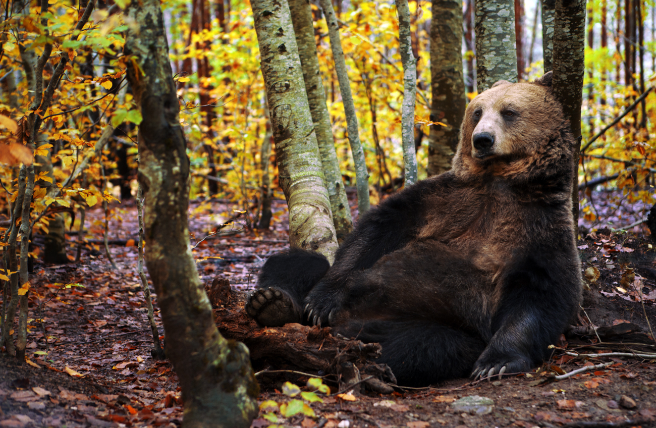 Brown bear sitting in the autumn forest / Source: Getty Images