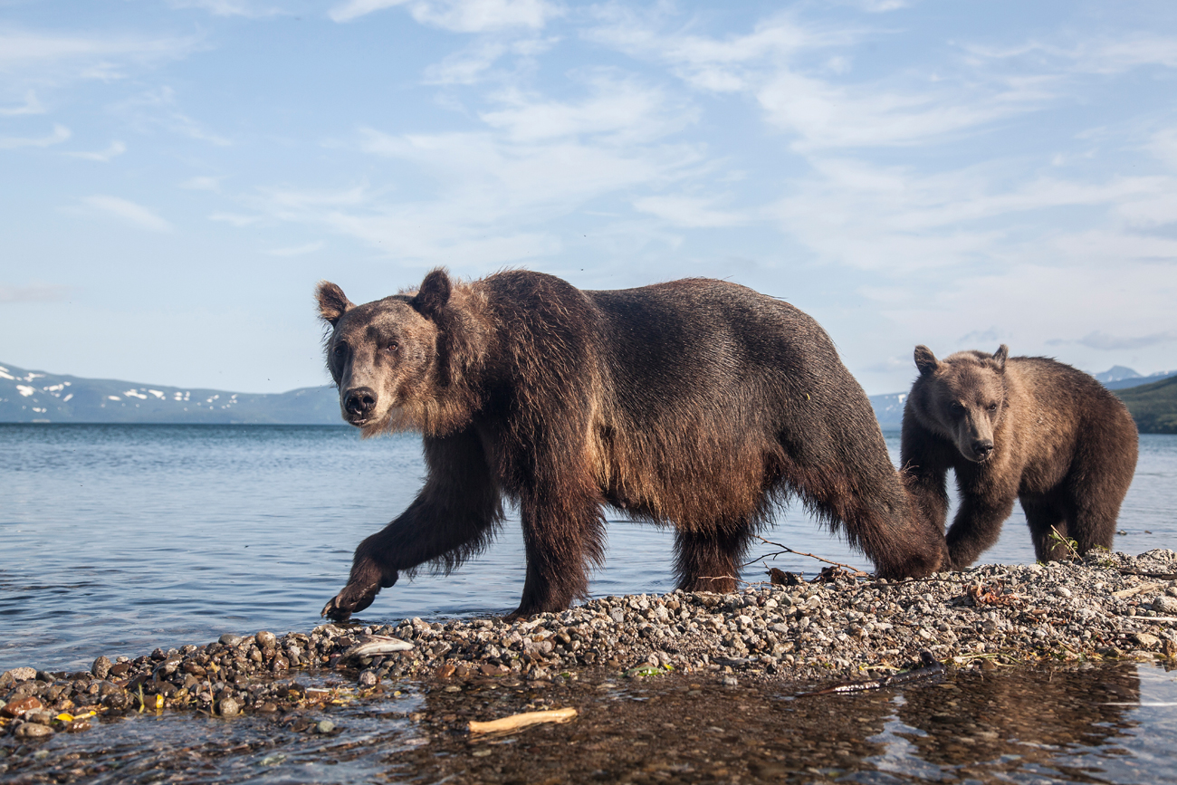 Мрки медвед&nbsp;(Ursus arctos beringianus), Камчатка.\n