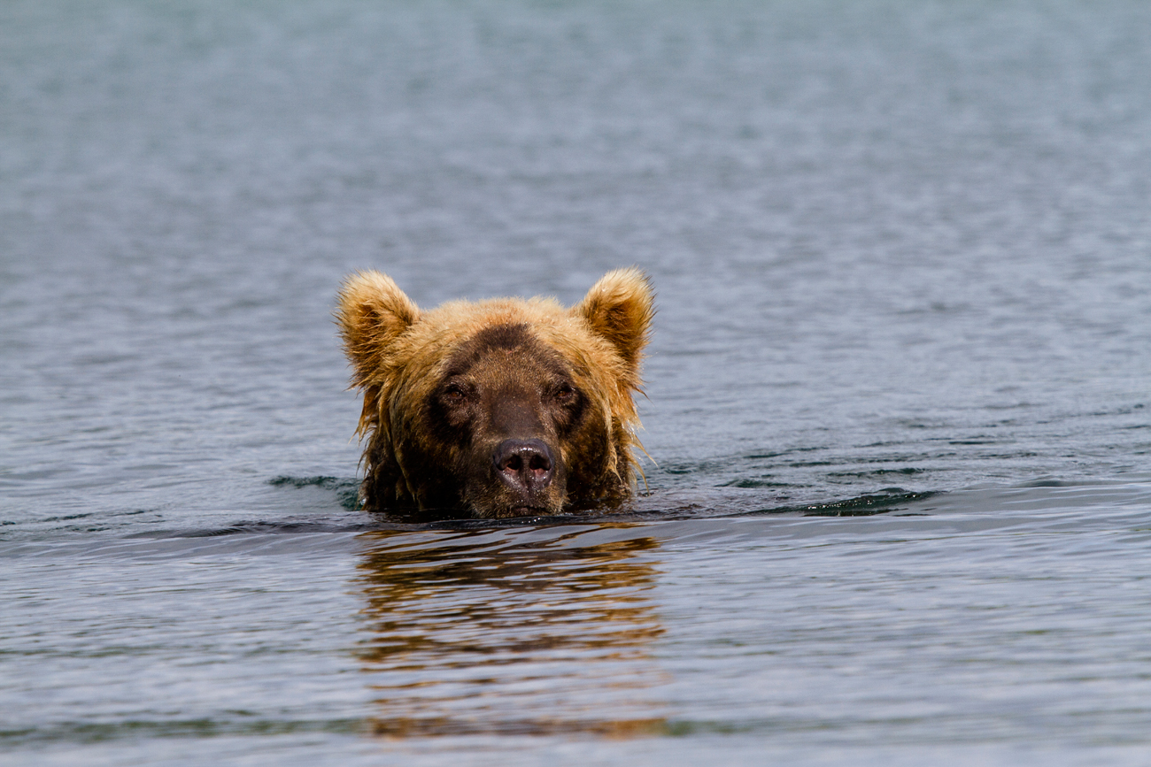 The Kamchatka brown bear / Source: Getty Images