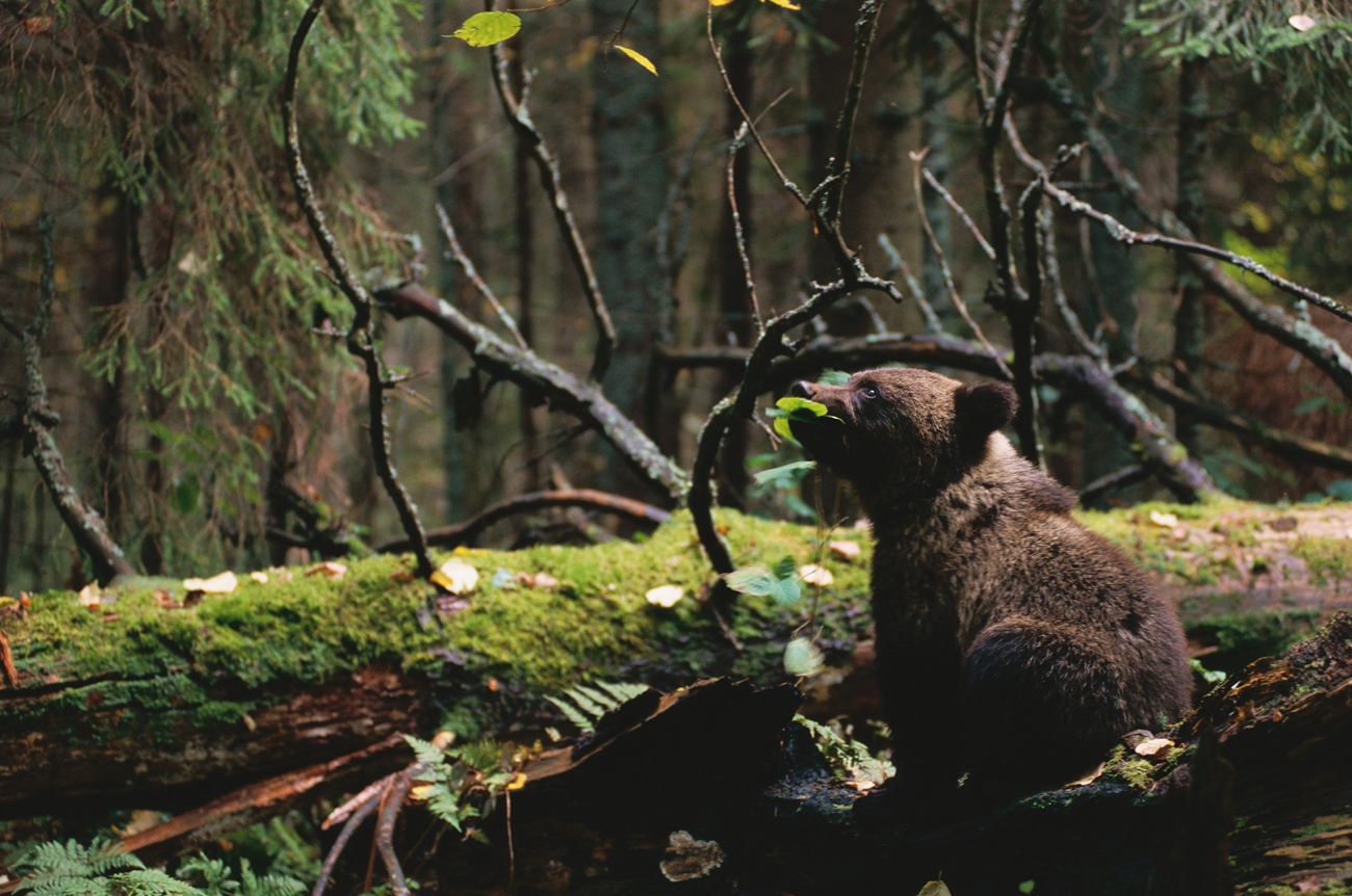 Brown bear cub foraging in woods / Source: Getty Images