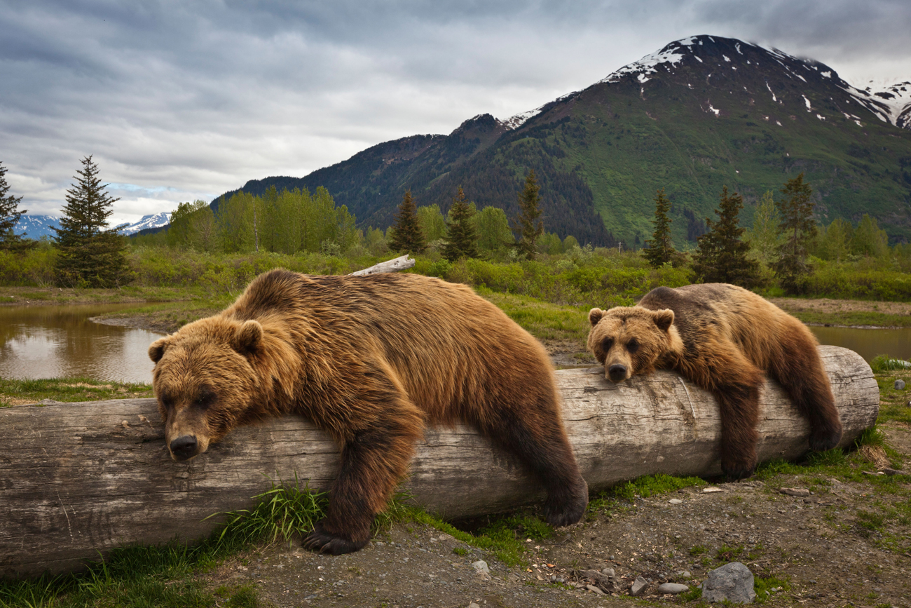 Two mature Brown bears lay stretched out on a log at Alaska Wildlife Conservation Center, Southcentral Alaska, Summer / Source: Alamy/Legion Media