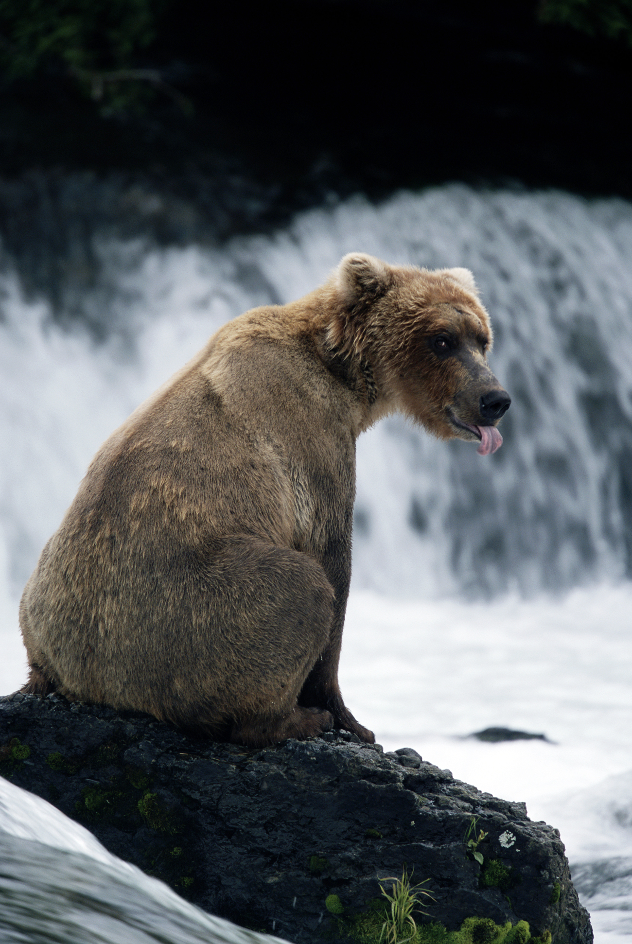 Grizzly bear / Source: Getty Images