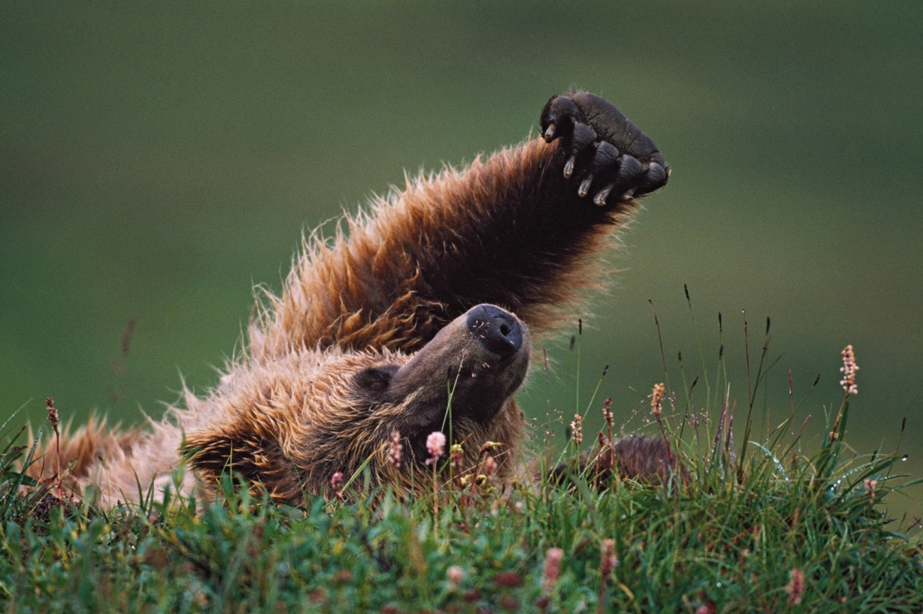 Гризли&nbsp;(Ursus Arctos), Аљаска\n