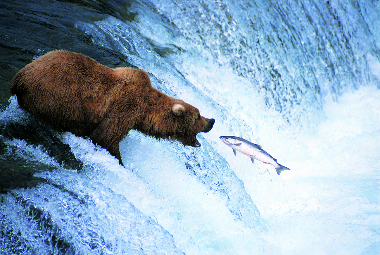 Grizzly bear feeds on a jumping salmon, Alaska / Source: Getty Images