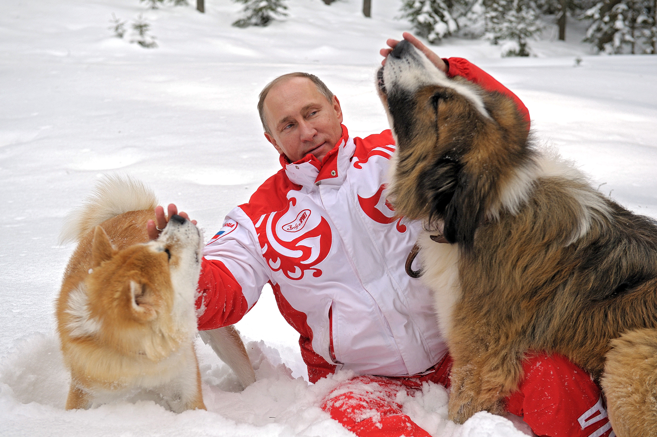 秋田犬のゆめとブルガリアから贈られたバフィーの2頭の犬と戯れるプーチン大統領。＝ アレクセイ・ドルジーニン撮影／ロシア通信