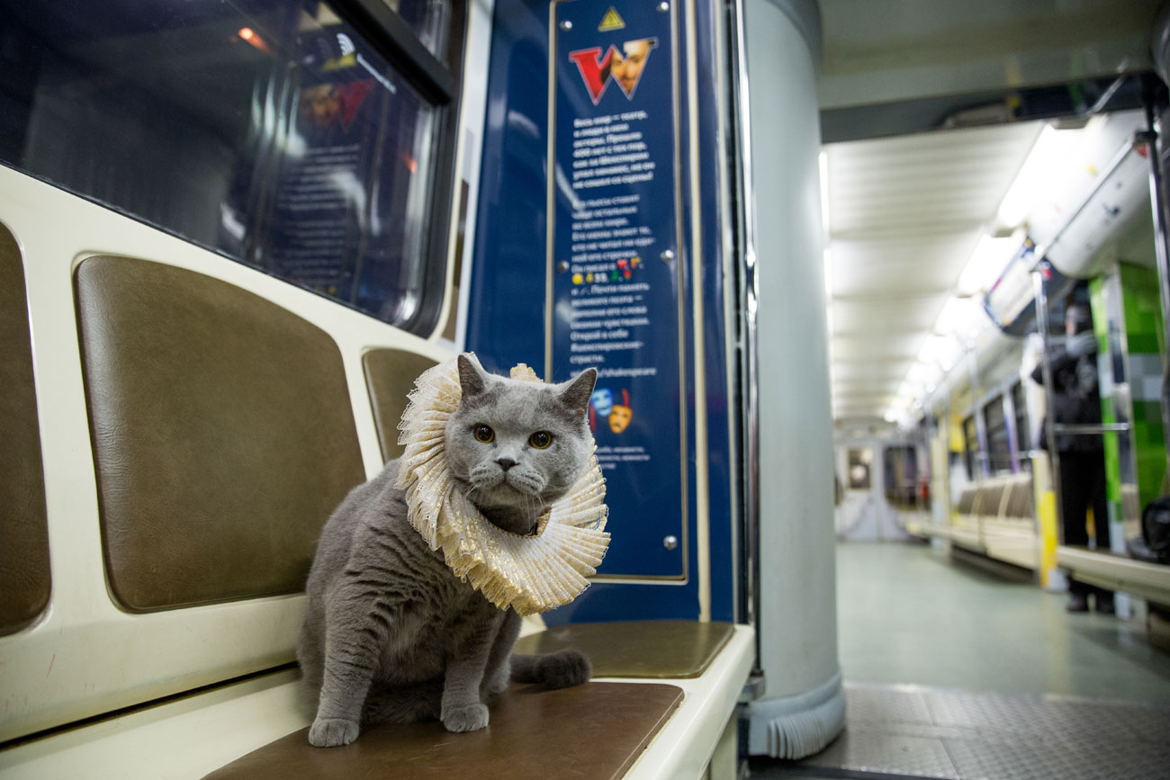 A cat in the Shakespeare train of Moscow metro\n