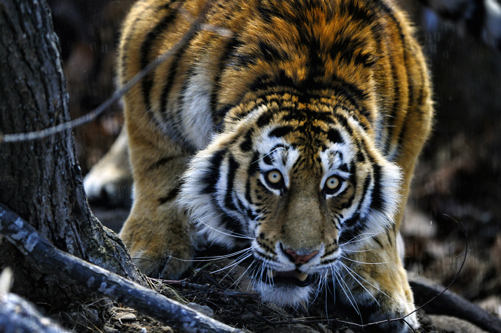 Amur tiger Tikhon from the Khabarovsk Region. TASS/Yury Smityuk