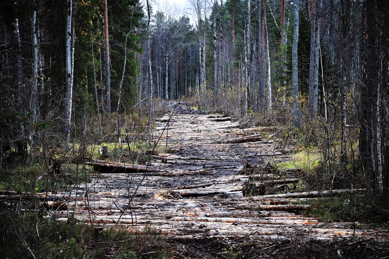 The forest defenders object to the project for which the forest is to be cut down, described as an investment. The partisans maintain that the director of the company behind the project, Igor Fedotov, has promised not to hire any local residents. Source: Kommersant
