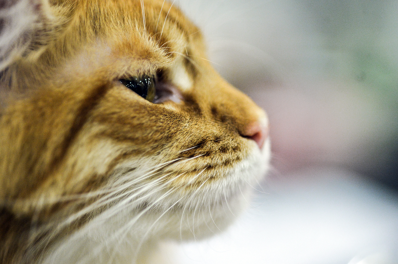 Treats For Trump After Hermitage Cat S Namesake Wins U S