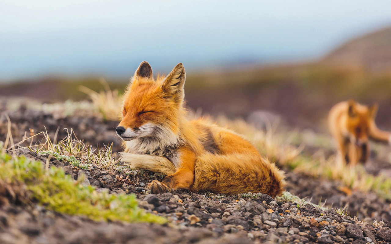 russia wildlife photography tour