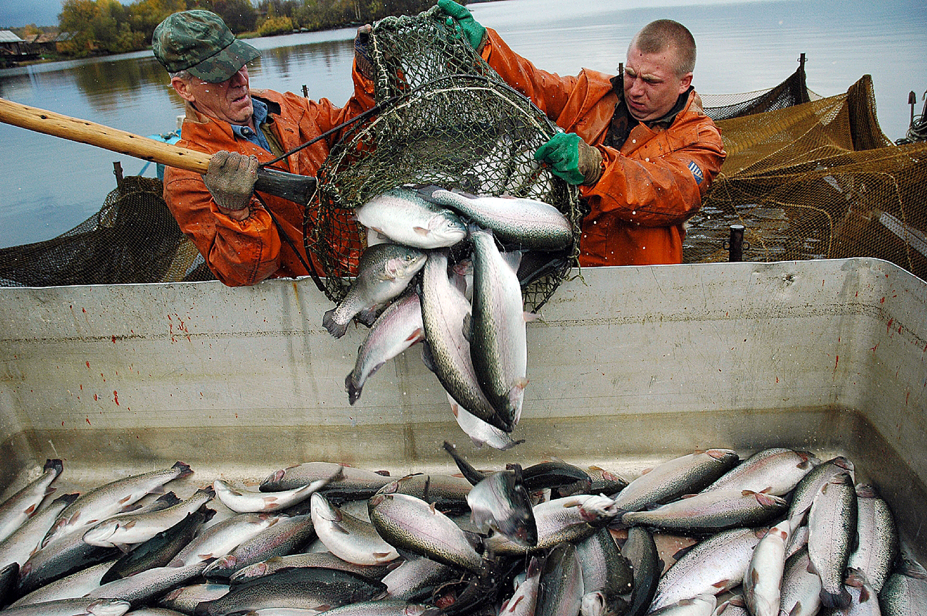 躍進 ロシアの 赤い魚 ロシア ビヨンド