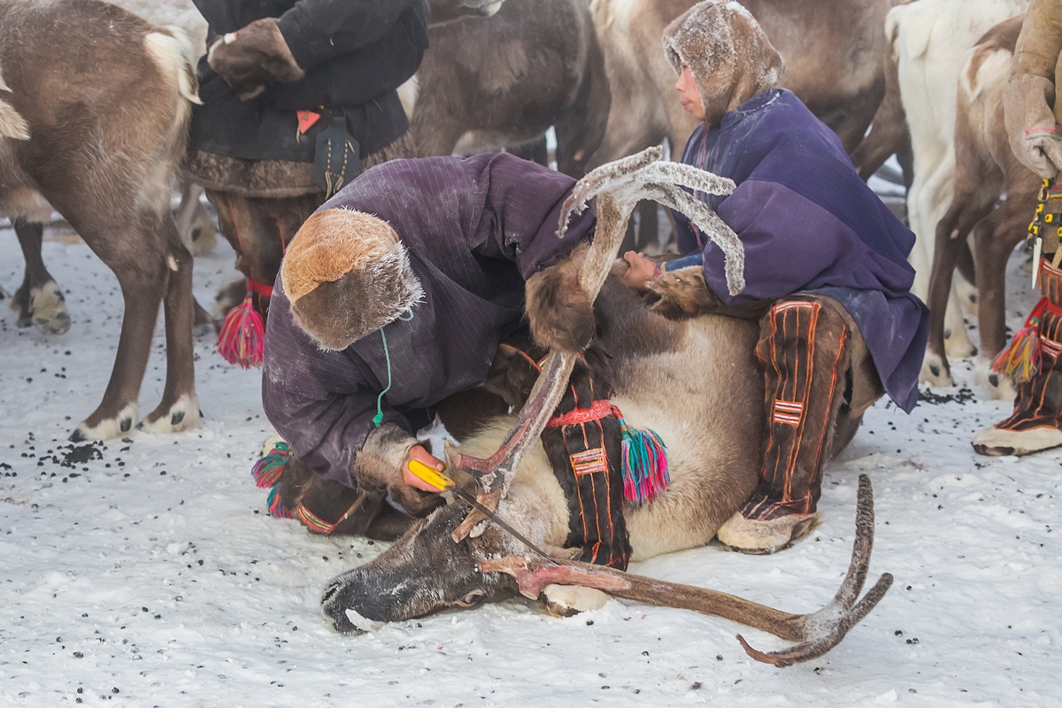 La penisola dello Yamal si trova a 3.600 chilometri da Mosca e il distretto autonomo dello Yamal-Nenets è una delle poche regioni russe attraversate dal Circolo polare artico
