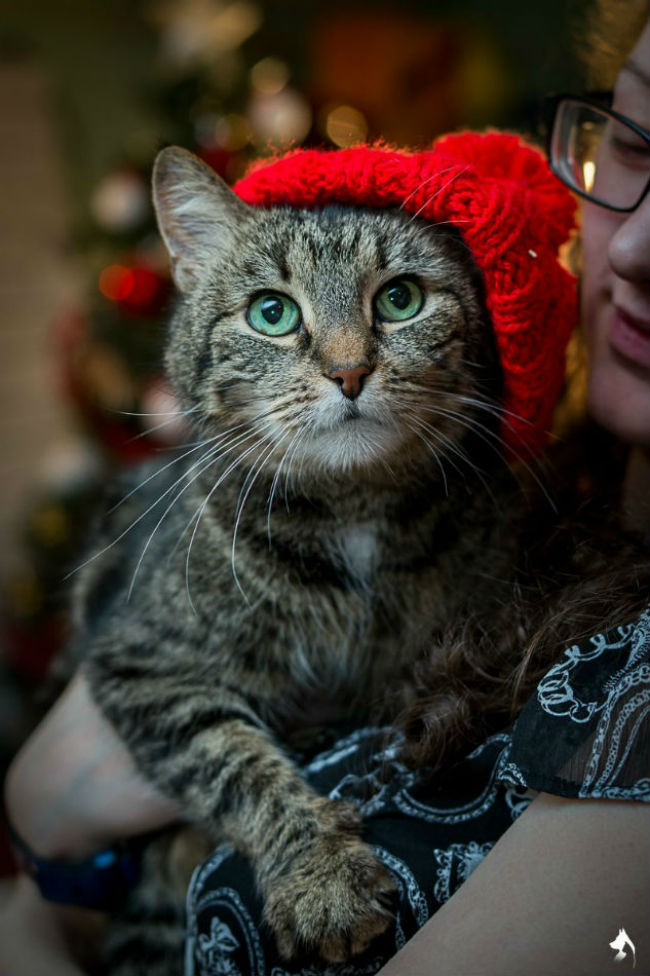 Russian shelter made a Christmas photoshoot for homeless cats