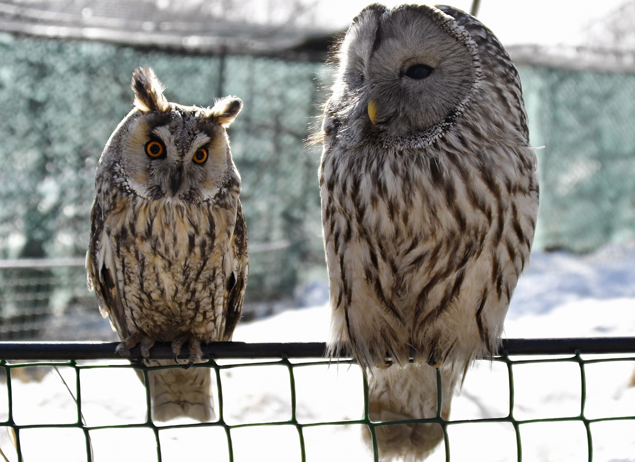 Owls get insomnia, too. The Primorsky Safari Park aviary  / Yuri Smityuk/TASS