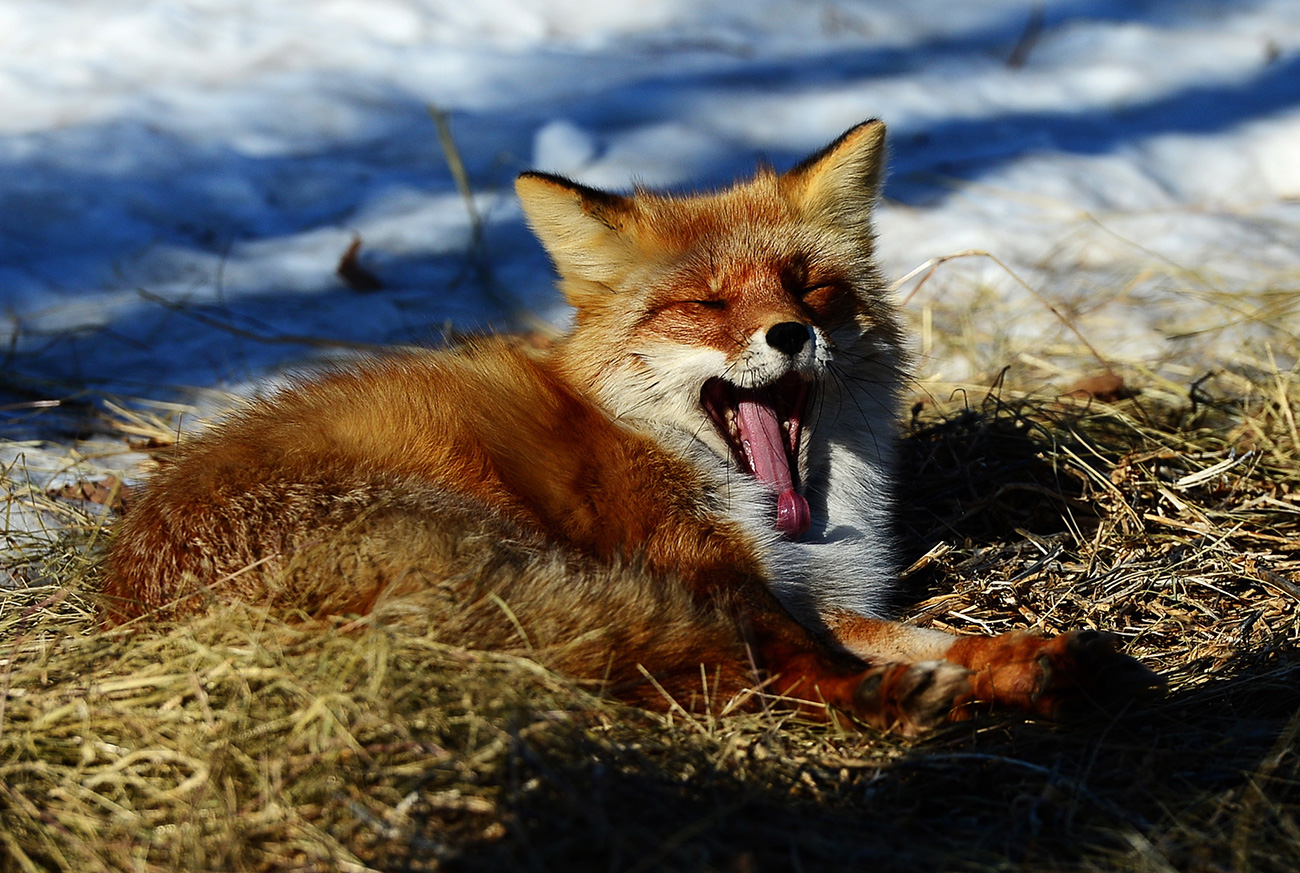 Uma raposa chamada Alisa descansa em jaula do parque. Foto: Iúri Smitiuk/TASS