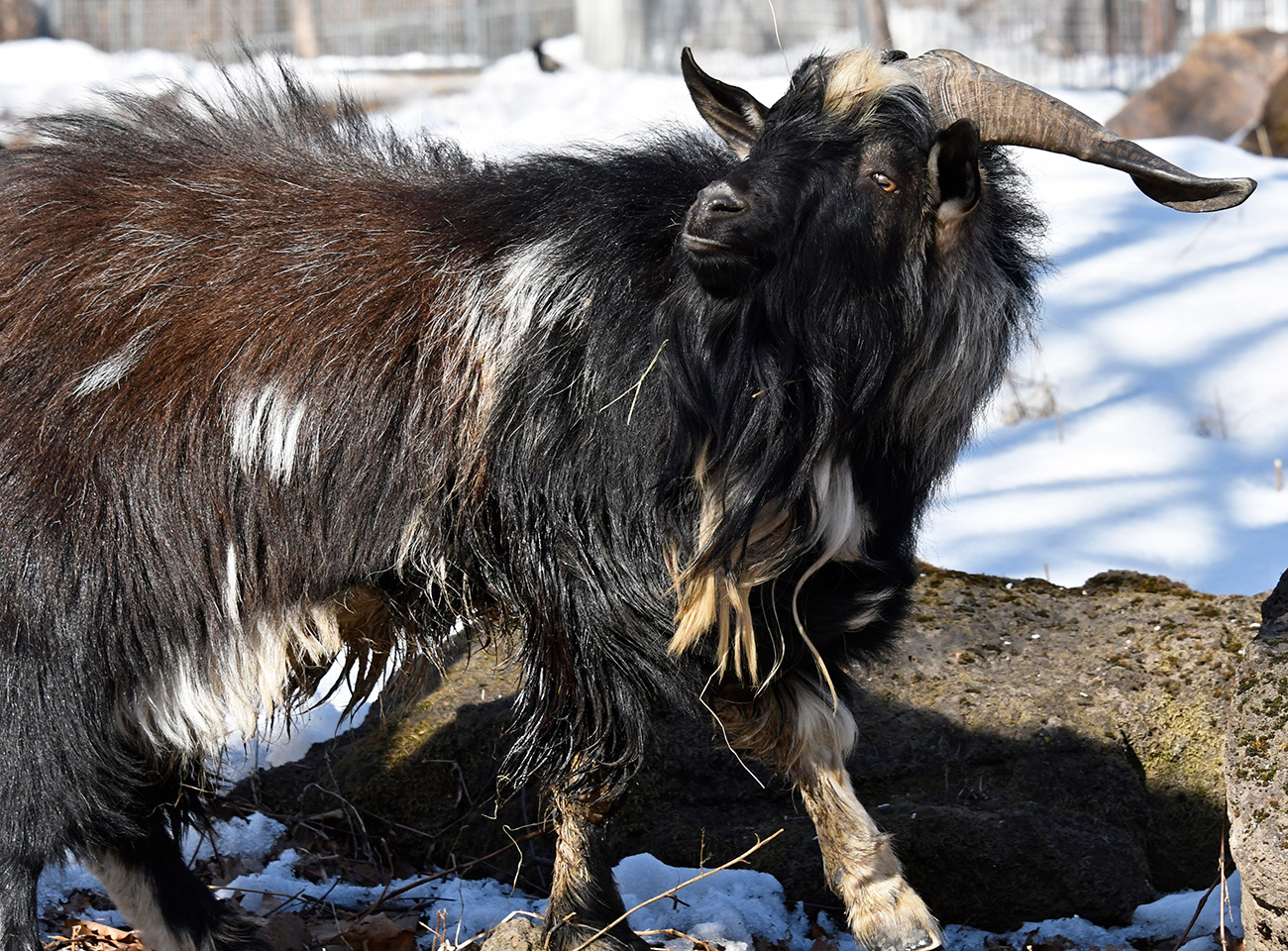 ¿Quién manda aquí? Una cabra llamada Timur en una jaula del Parque Safari de Primorie. Foto: Yuri Smitiuk/TASS